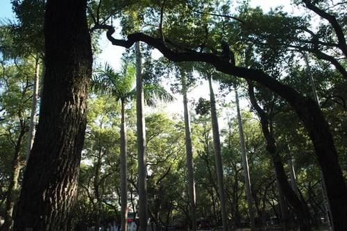 As it Was in the Garden