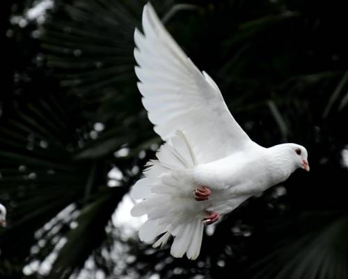 Ask The Holy Spirit For Help