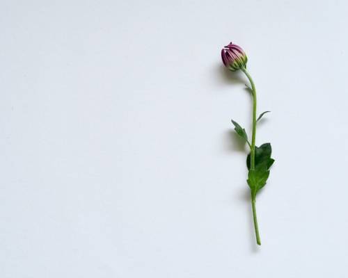 Beauty is Transcendent