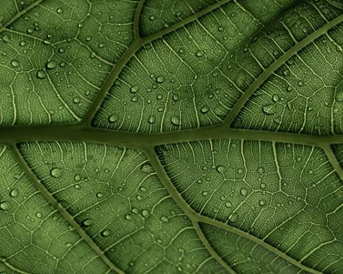 God Thwarts Our Imposter