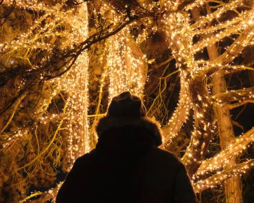 Have a Comparison Free Christmas