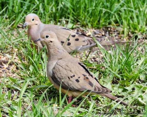 Mourning-Doves