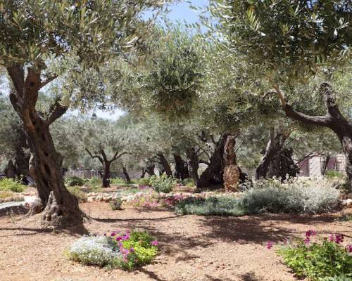 New Life - Garden of Gethsemane