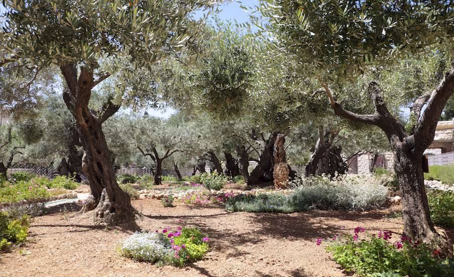New Life - Garden of Gethsemane