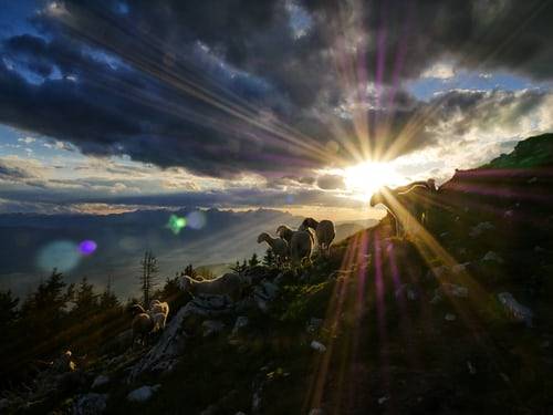 Recognizing Christs Voice