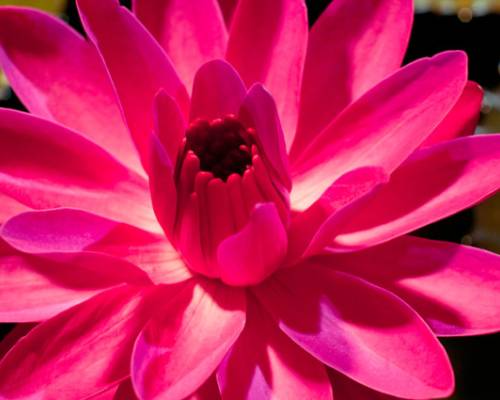 Red-Flare-Night-Bloom-Water-Lily