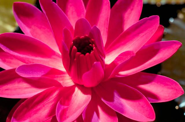 Red-Flare-Night-Bloom-Water-Lily