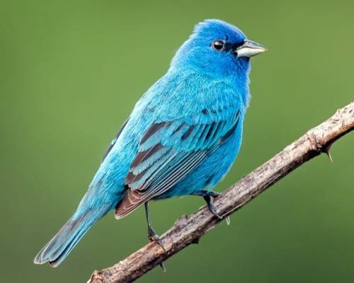 Reward of Obedience - Indigo Bunting