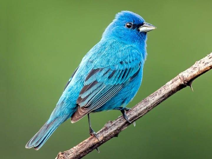 Reward of Obedience - Indigo Bunting