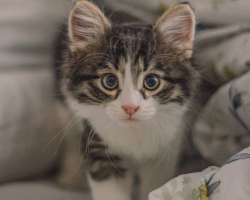 The God of All Comfort