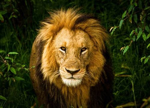 The Logic of Fearlessness