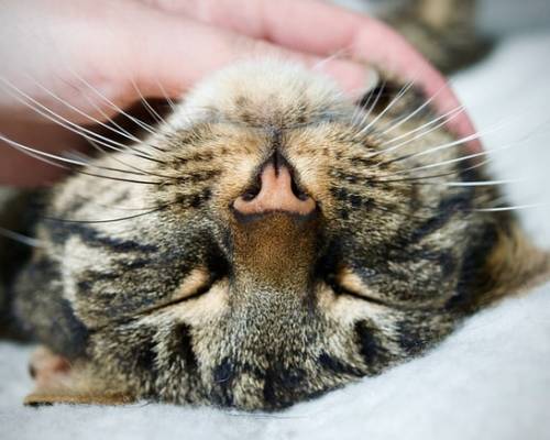 The Secret of Contentment