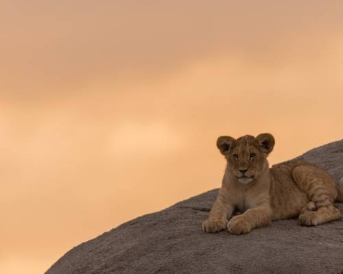 What You Were Made For