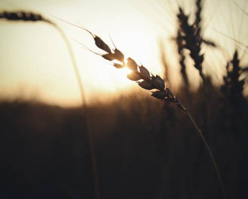 Why Did God Allow Sin