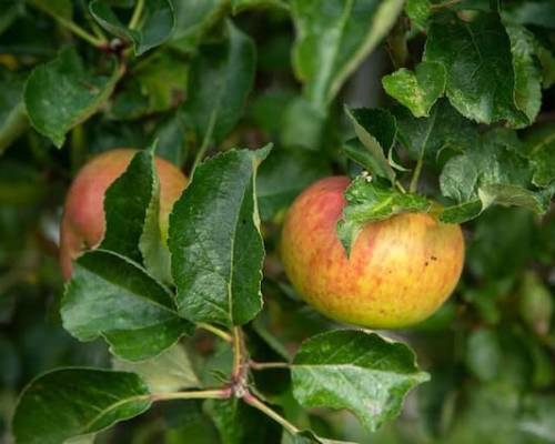 How to Resist Temptation