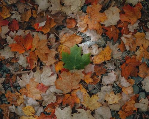 Sanctified and Special