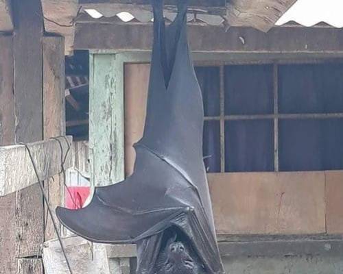 The Worlds Largest - Bat