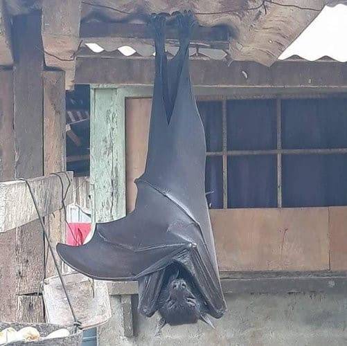 The Worlds Largest - Bat