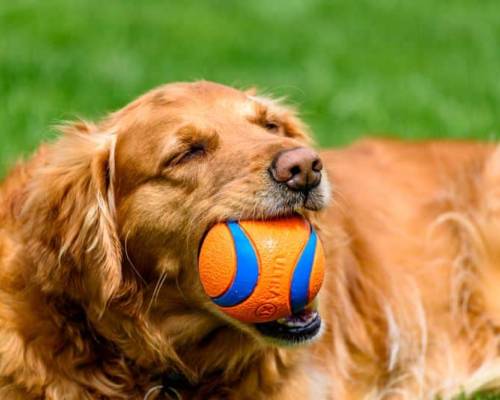 There Will Always Be A Dog To Blame