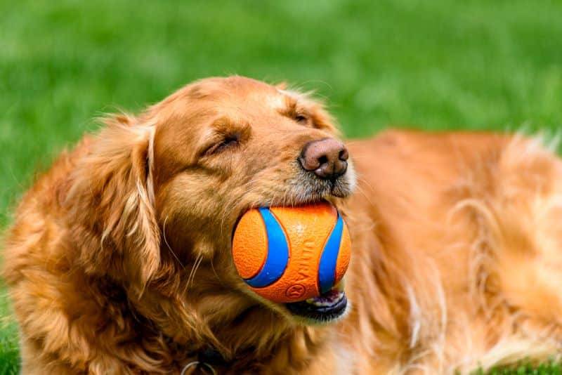 There Will Always Be A Dog To Blame