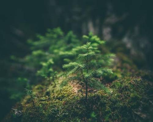 Growing to Hear Him Better