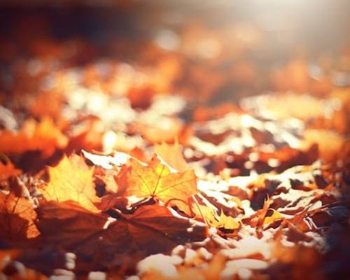 Thanksgiving Questions The Time is Short