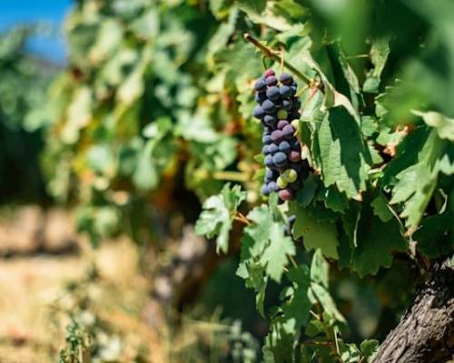 Abiding in Christ How and Why