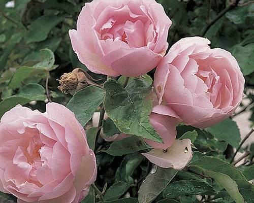 They Will Grow Back Better Than Ever