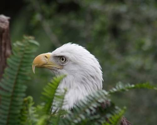 Lessons from an Eaglet on Abiding
