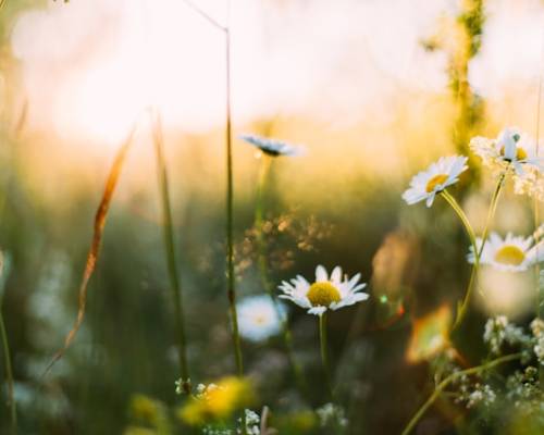 Spring Up with Praise