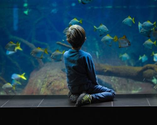 But for the Joy of Innocence