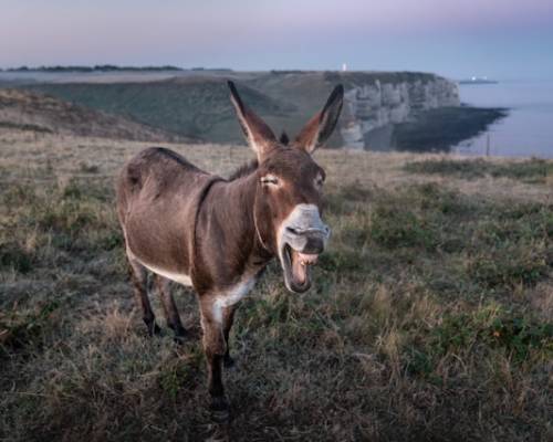 A Donkey in Heat, Sniffing the Wind