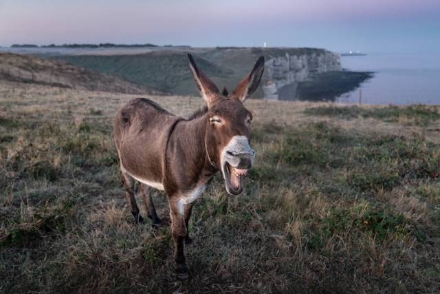 A Donkey in Heat, Sniffing the Wind