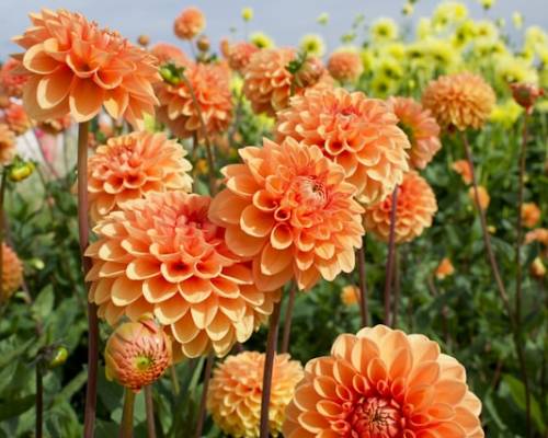 Dahlias