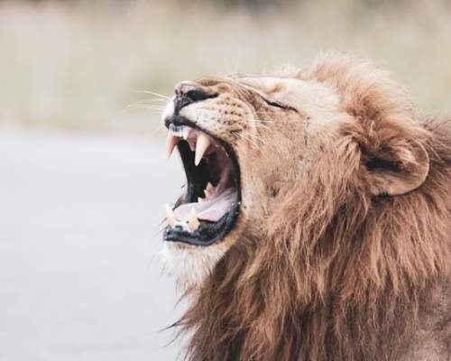 When God Roars He Loves