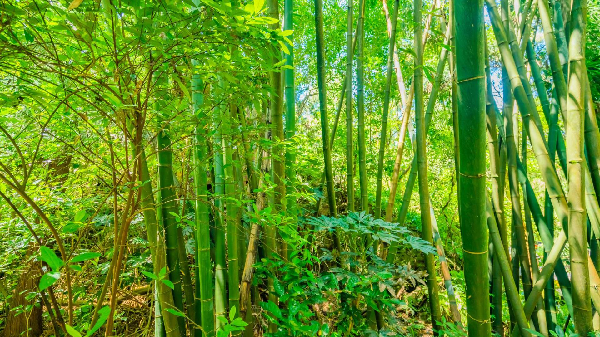 The Hidden Work of Becoming